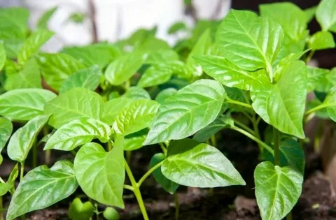 تصویر 5 از نشا فلفل دلمه‌ ای قرمز اقتصادی با شرایط ویژه